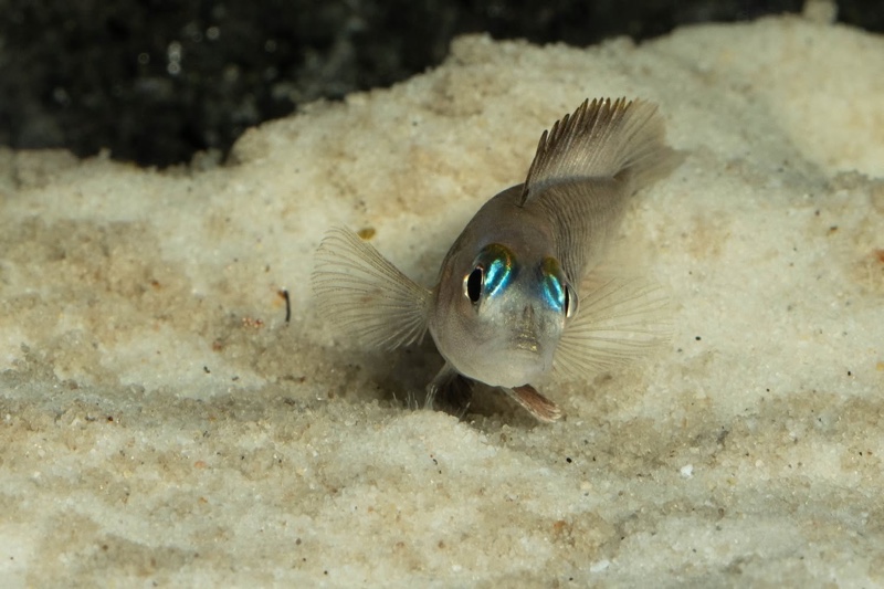Lamprologus laparogramma 'Namansi'